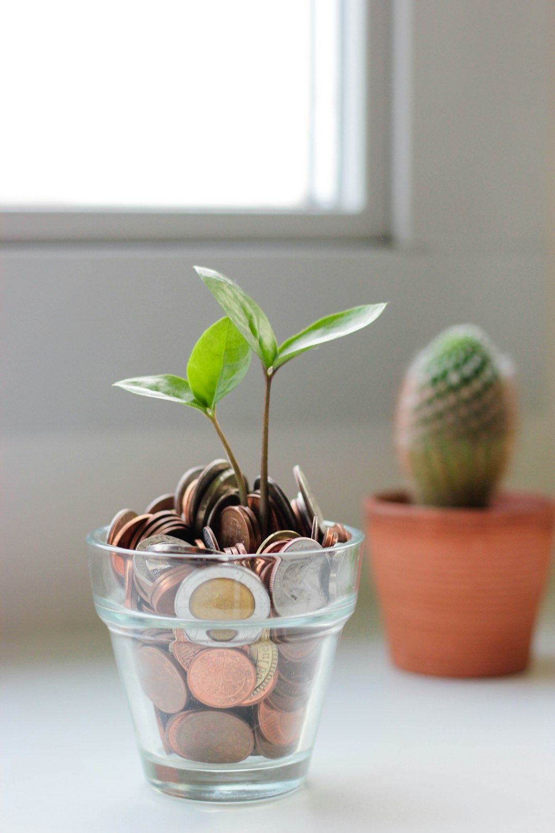 green-plant-in-clear-glass-cup-plnacziwpik